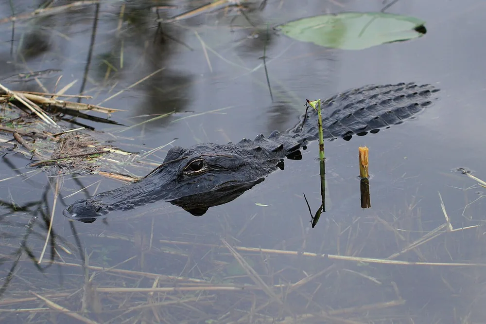 American alligator (Alligator mississippiensis)