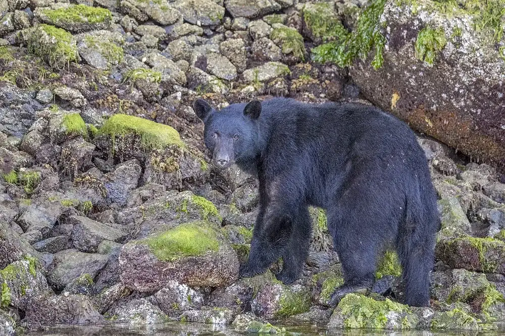 American black bear (Ursus americanus)