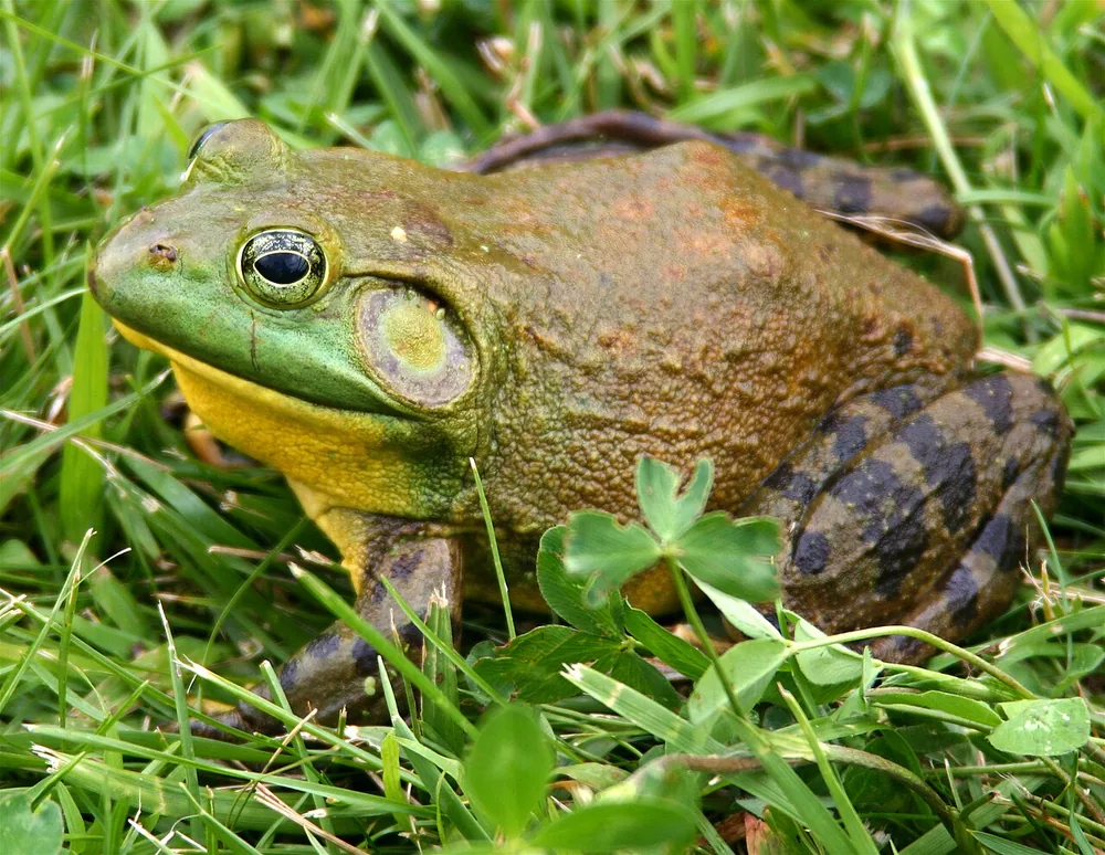 American bullfrog (Lithobates catesbeianus)