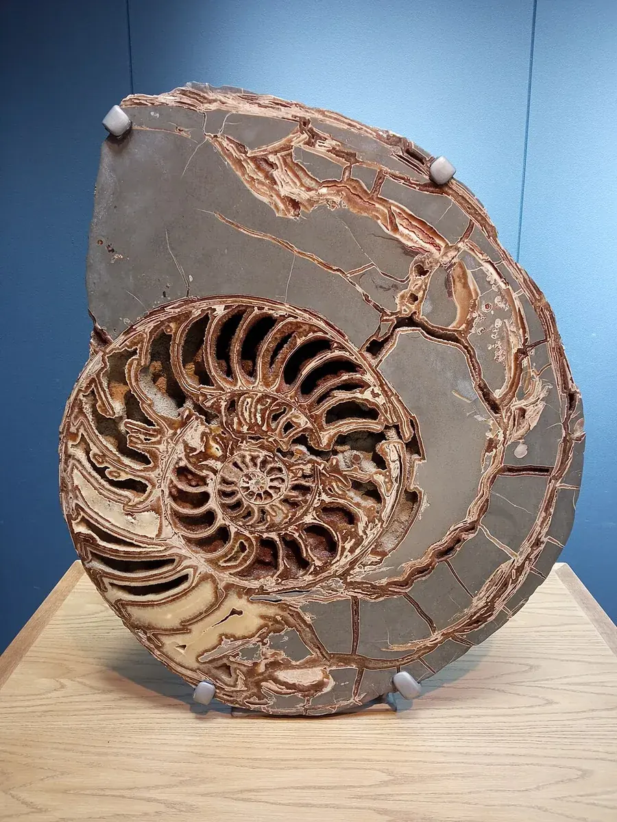 Ammonite (subclass Ammonoidea), a fossil shell cut open to show its chambers