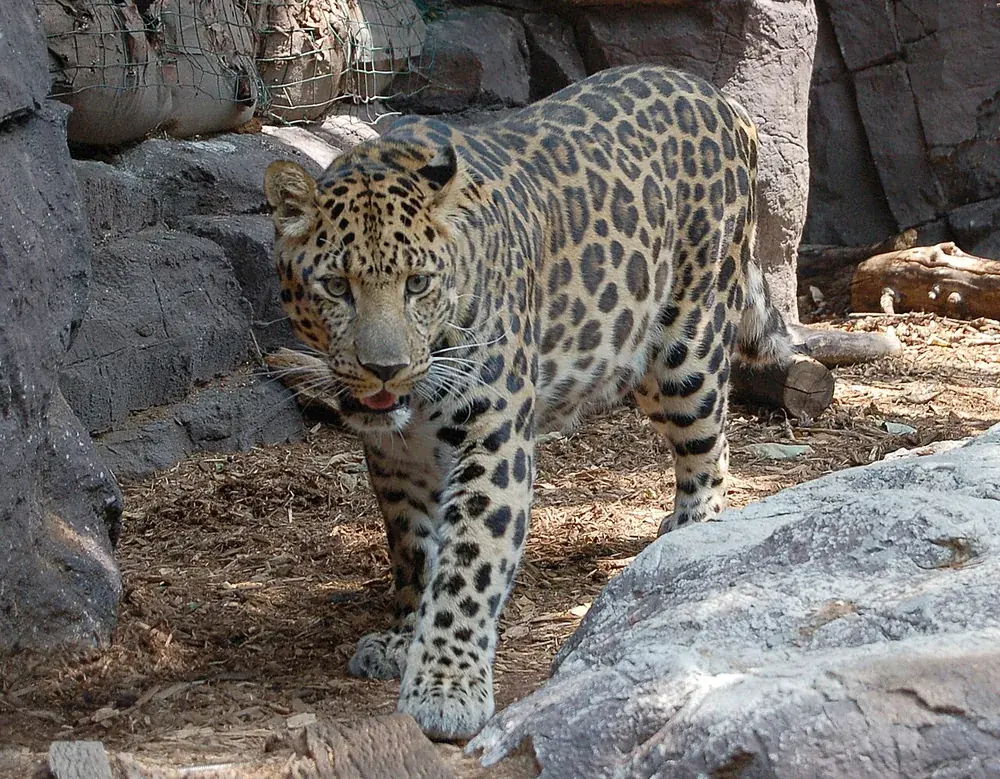 Amur leopard (Panthera pardus orientalis)