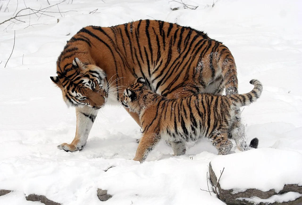 Amur (Siberian) tiger, Panthera tigris altaica, a mother and her cub