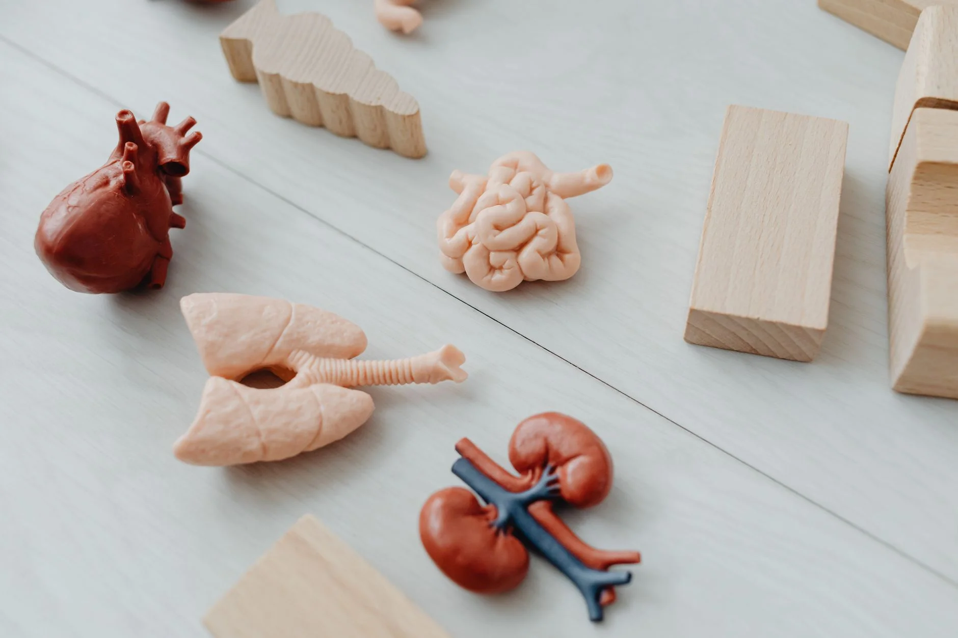Small anatomical models of the kidneys, lungs, heart and intestines