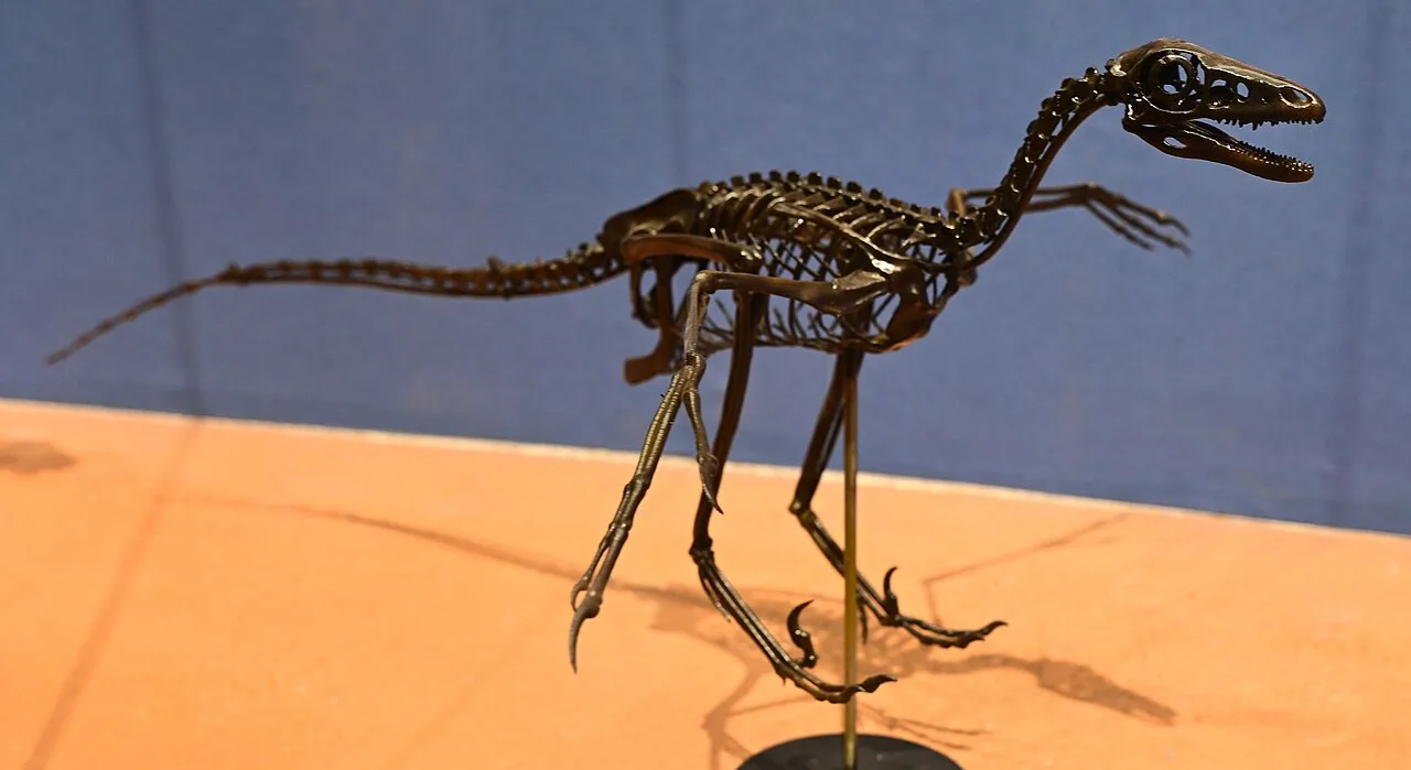 Mounted skeleton of Anchiornis, a small feathered dinosaur with long legs, a long tail and clawed hands