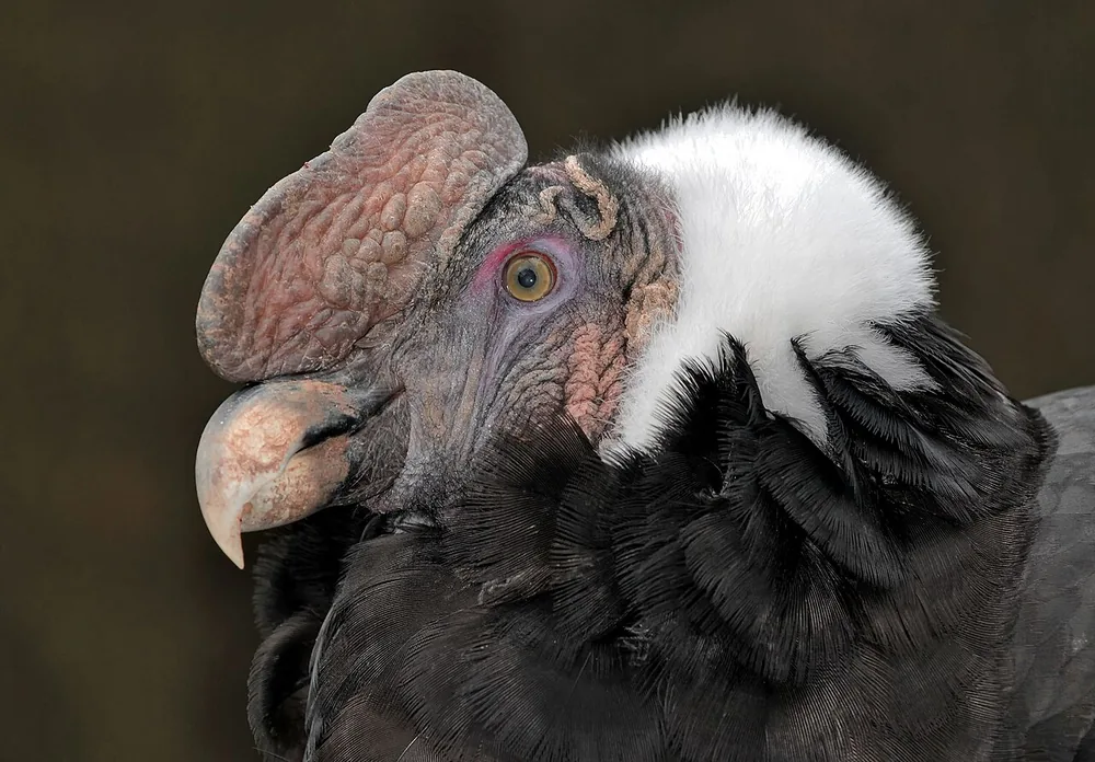 Andean condor (Vultur gryphus)