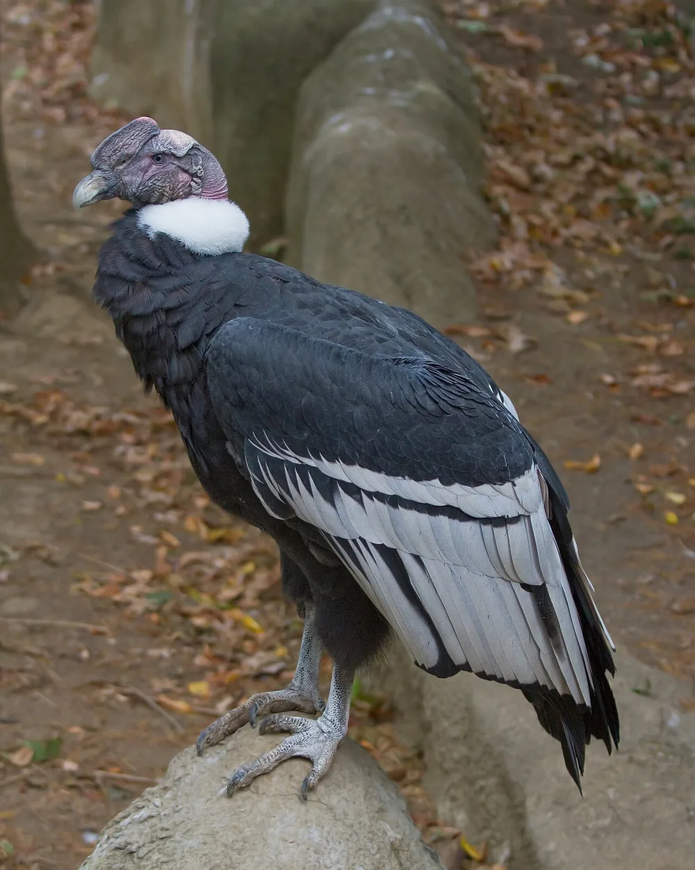 Andean condor (Vultur gryphus), a huge vulture of the Andes