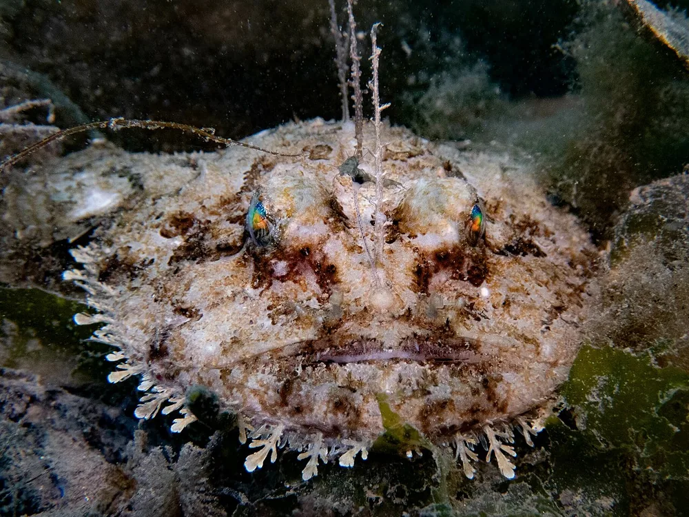 Monkfish (Lophius piscatorius)