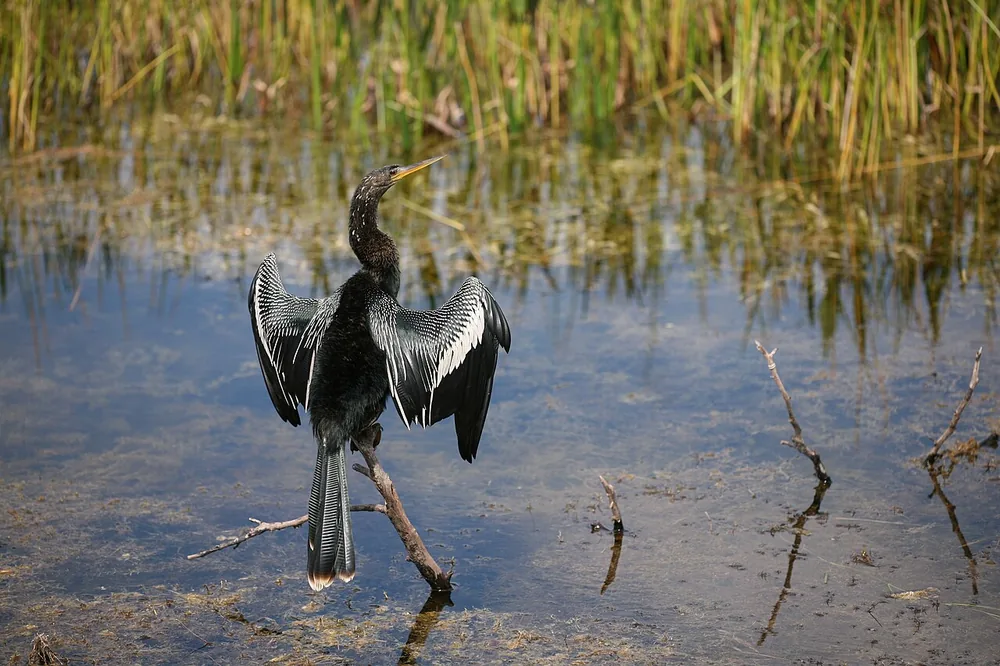 Anhinga (Anhinga anhinga)