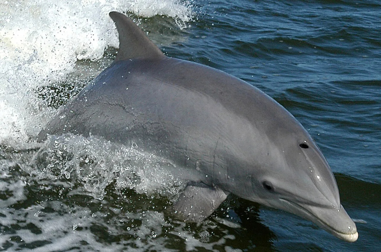 Animals That Start With D: 77 Animals With Pictures
