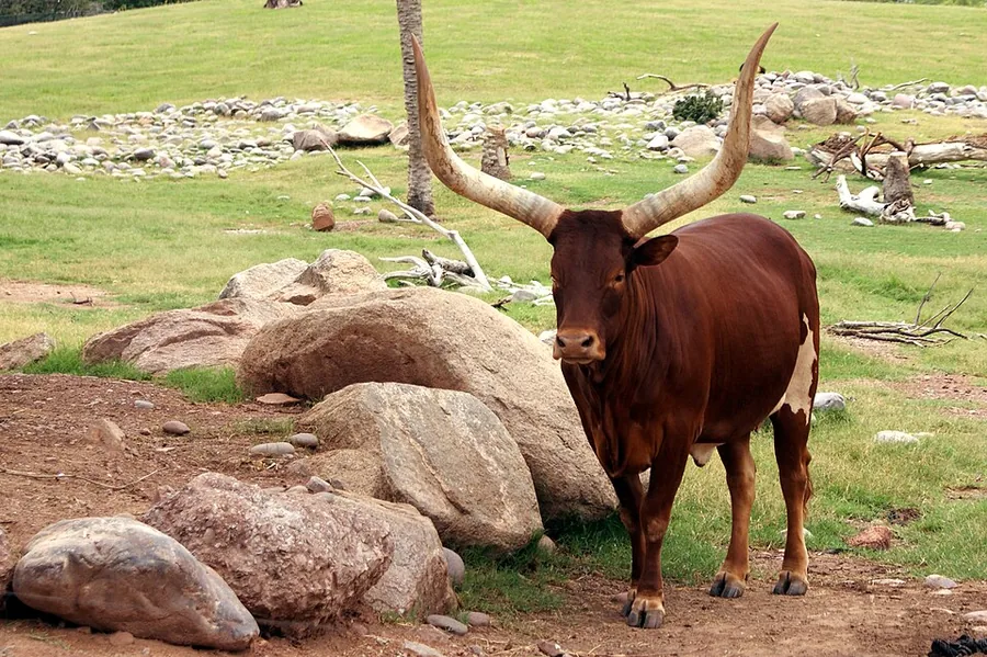 Ankole-Watusi cattle (domestic breed)
