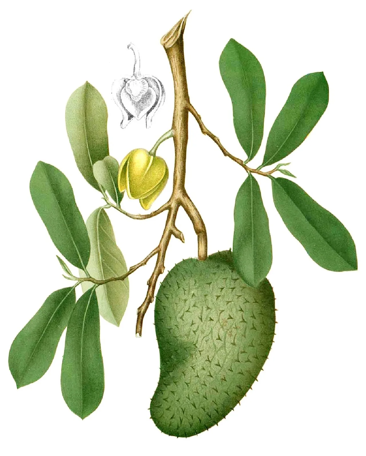 Old botanical drawing of Annona muricata showing a branch, leaves, flower and a soursop fruit