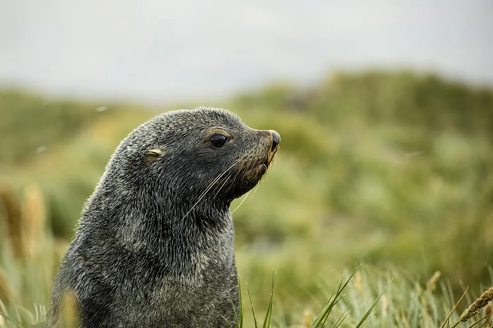 Antarctic fur seal (Arctocephalus gazella) among tussock grass