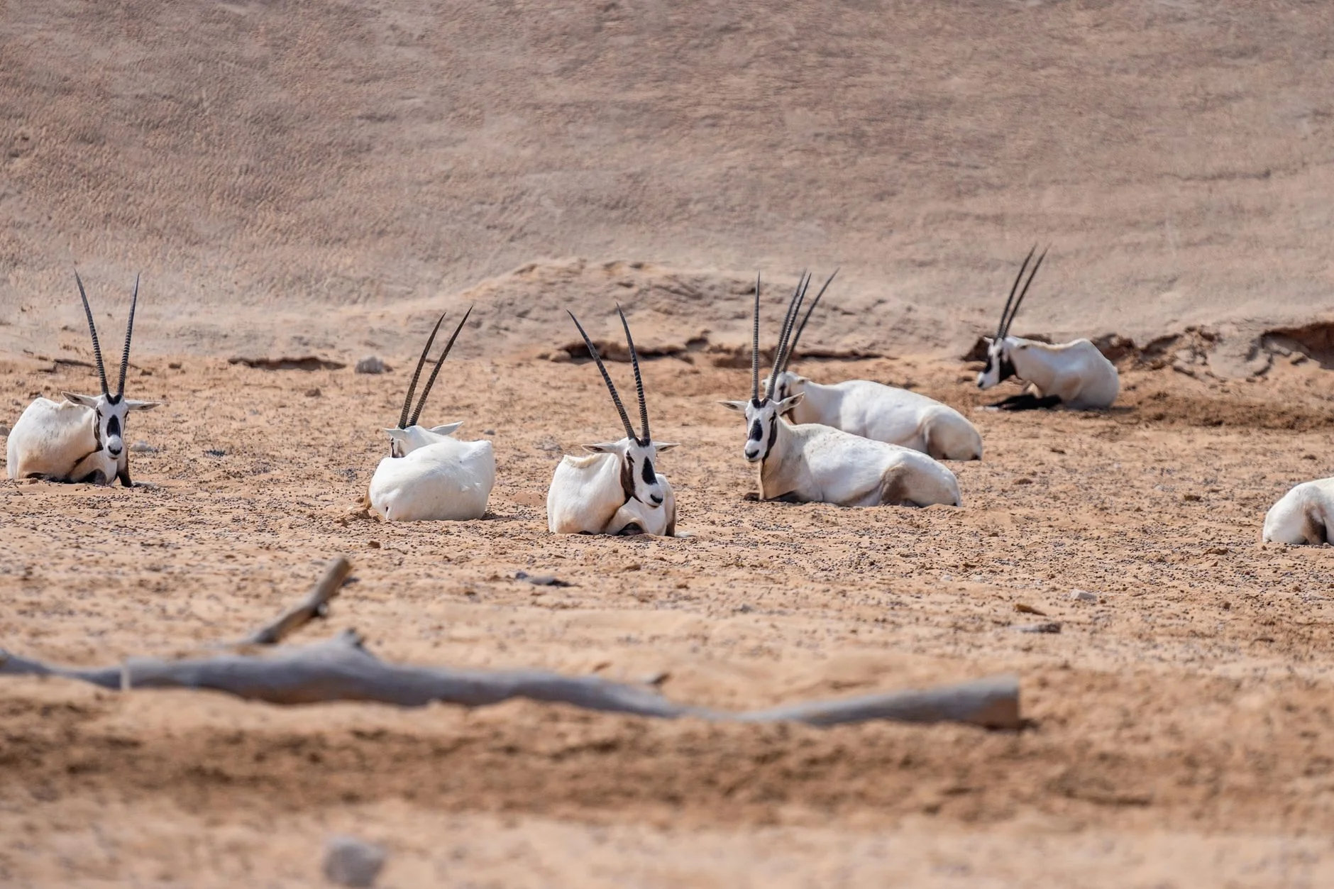 A group of white Arabian oryx lying on sandy ground in the shade