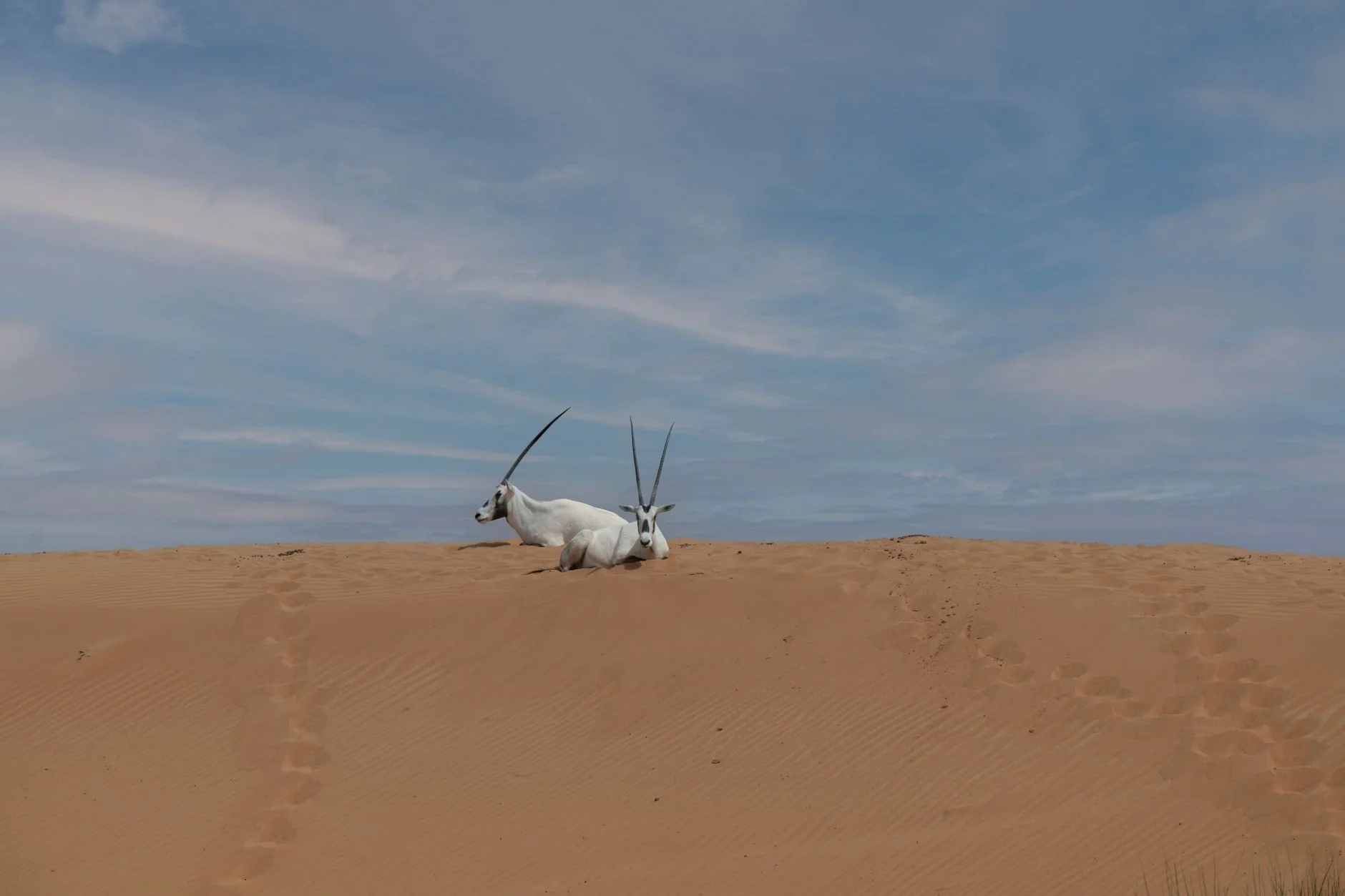 Two white Arabian oryx with long straight horns resting on top of a sand dune