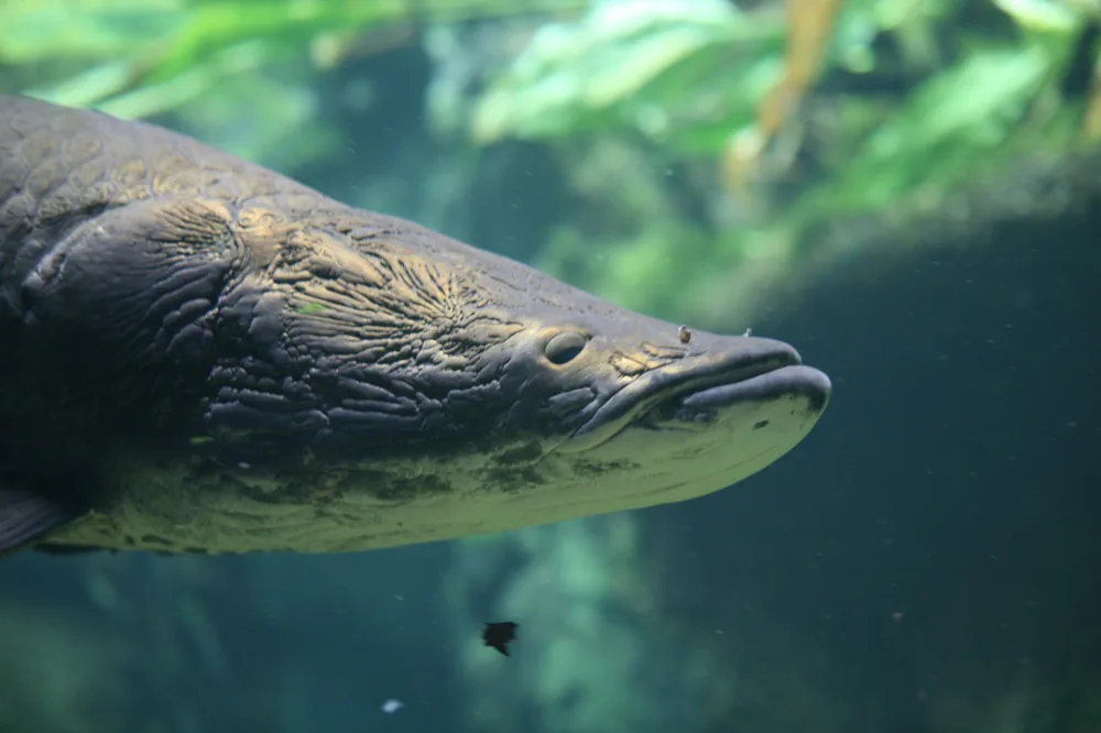 Arapaima (Arapaima gigas)
