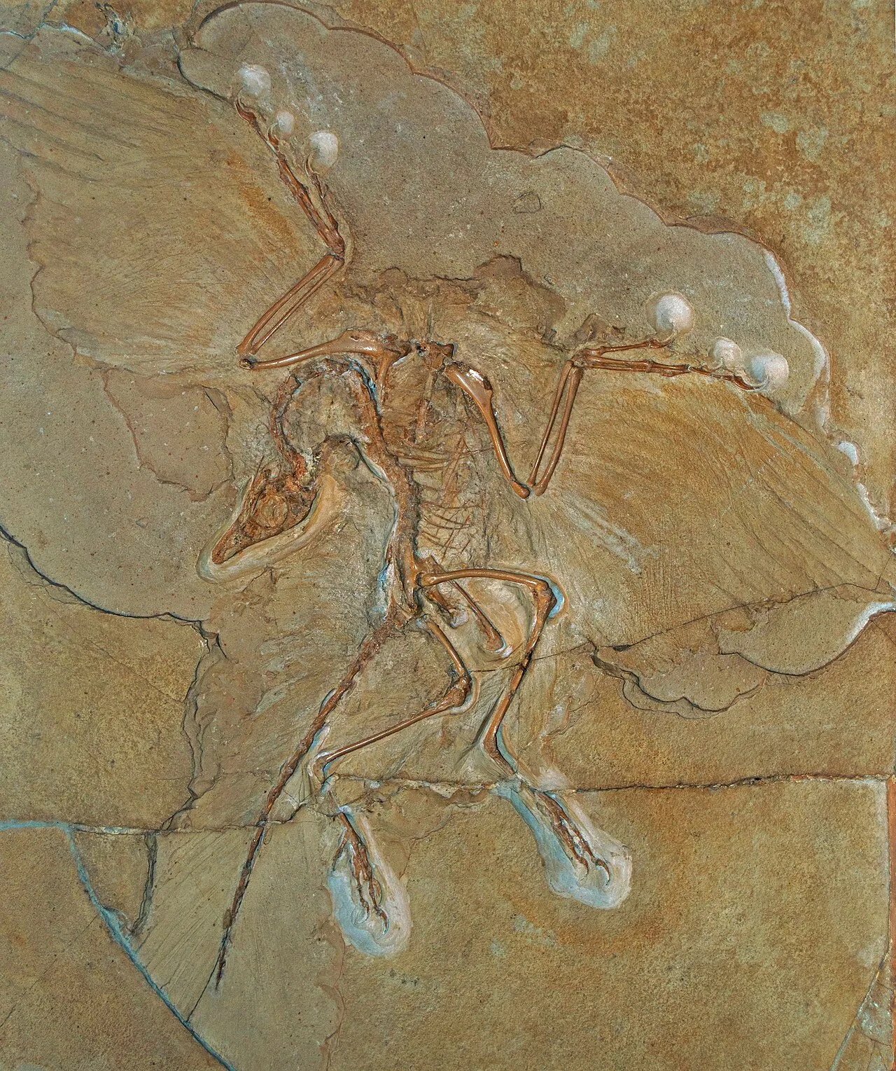 The Berlin specimen of Archaeopteryx, a fossil skeleton with feather impressions spread across the limestone slab