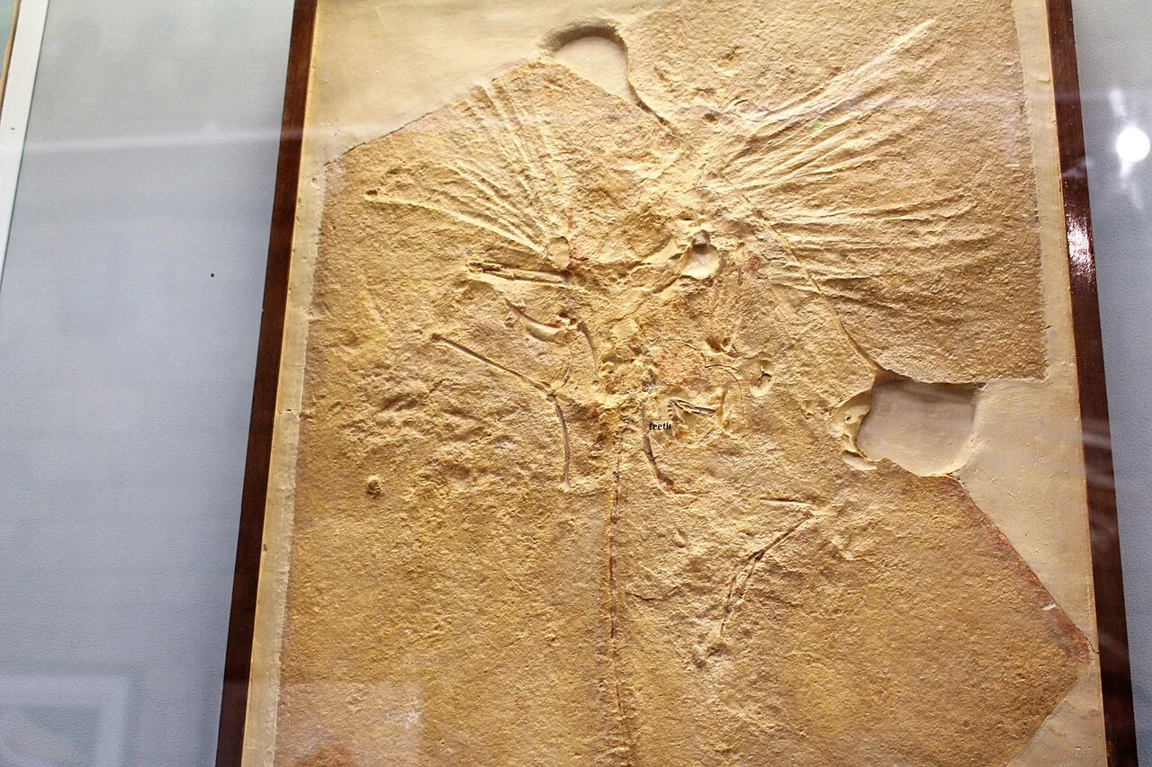 A cast of an Archaeopteryx fossil in a glass case