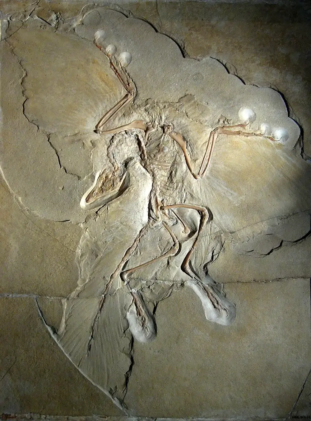 Archaeopteryx (Archaeopteryx lithographica)