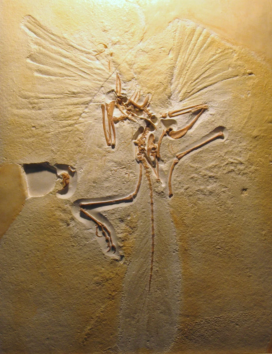 A cast of the London specimen of Archaeopteryx showing wing feather impressions and leg bones on a tan slab