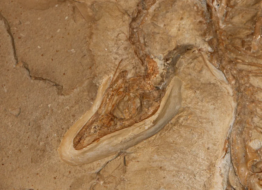 Close-up of the fossil skull of the Berlin specimen of Archaeopteryx in limestone, with a row of small teeth in the jaws