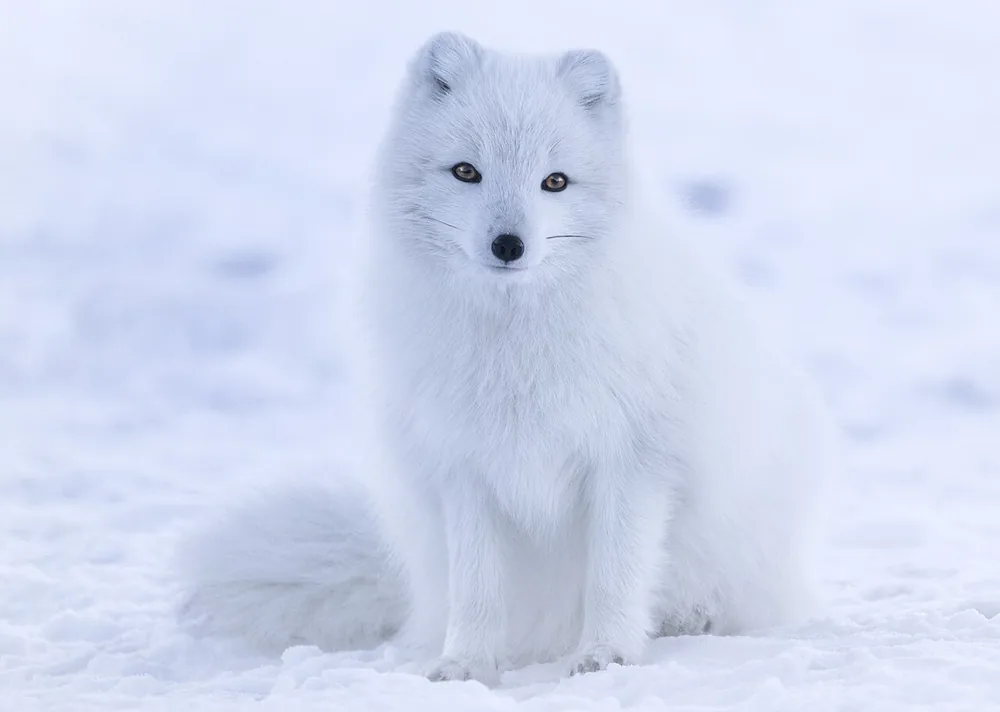 Arctic fox (Vulpes lagopus) in a white winter coat sitting on snow