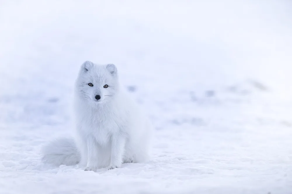 Arctic fox (Vulpes lagopus)