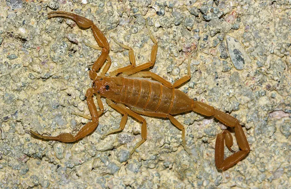 Arizona bark scorpion (Centruroides sculpturatus)