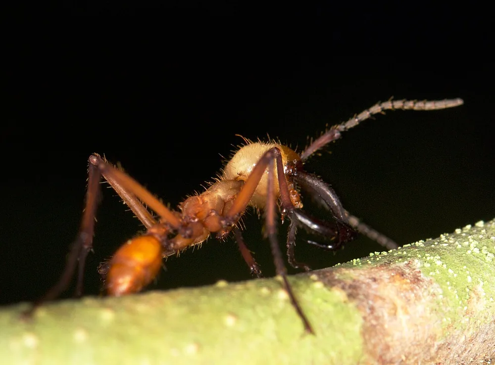 Army ant (Eciton burchellii)