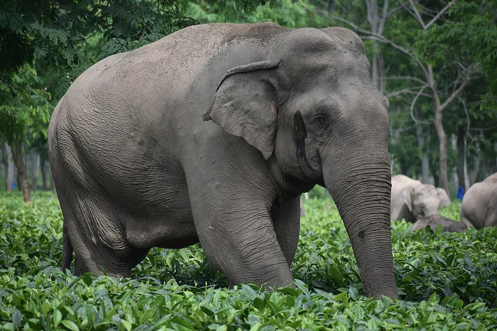 Asian elephant (Elephas maximus), a wild bull in musth