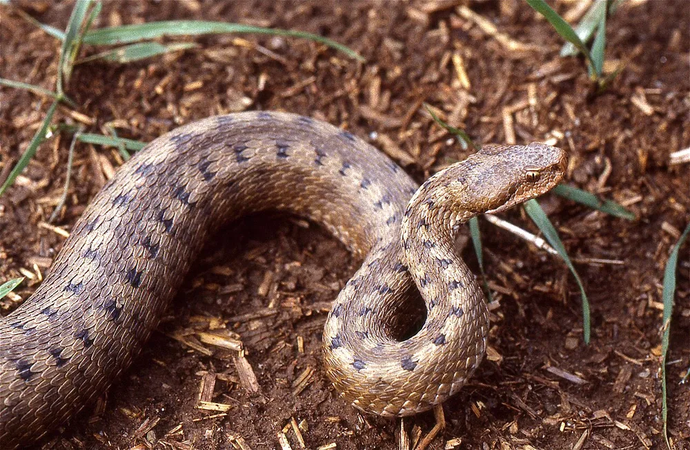 Asp viper (Vipera aspis)