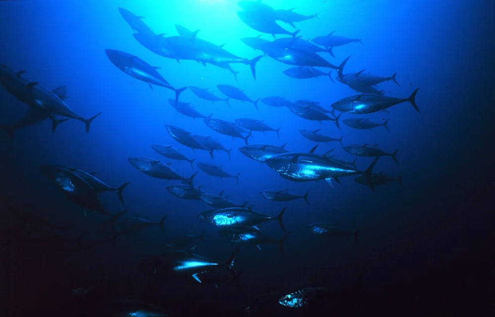 Atlantic bluefin tuna (Thunnus thynnus)
