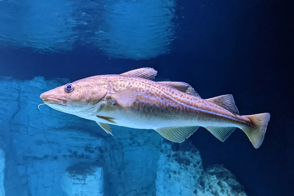 Atlantic cod (Gadus morhua) swimming underwater