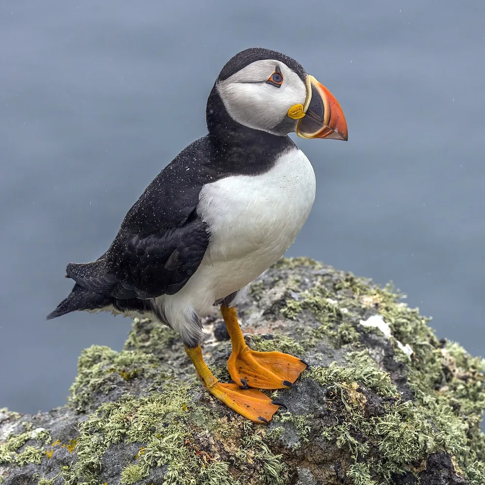 Atlantic puffin (Fratercula arctica)