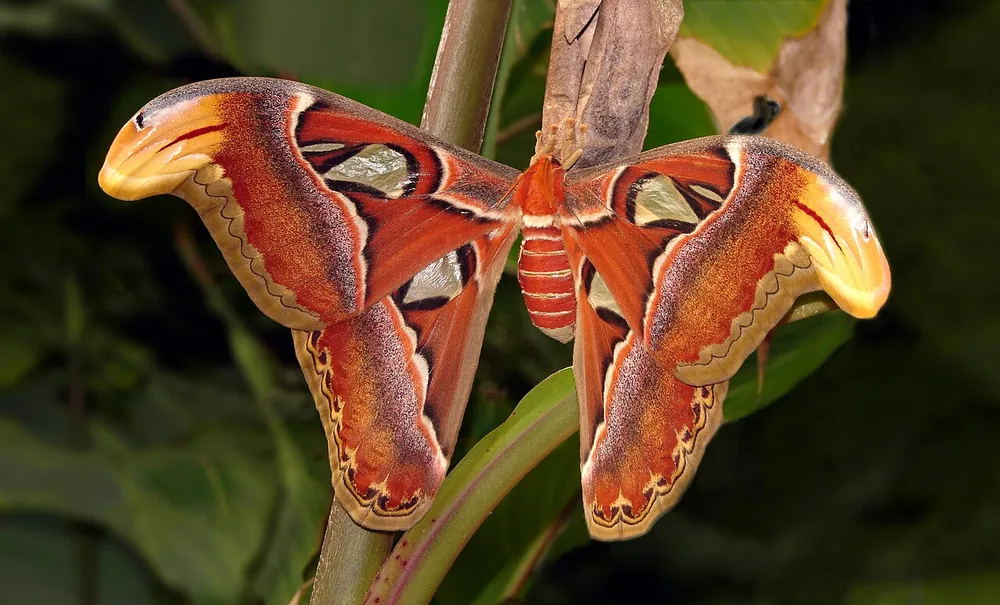 Atlas moth (Attacus atlas)