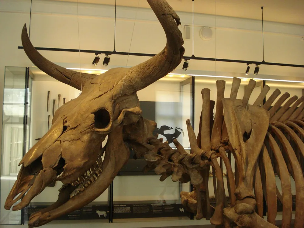 Aurochs (Bos primigenius)