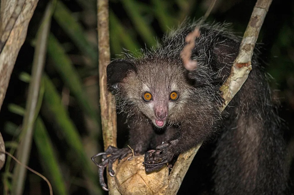 Aye-aye (Daubentonia madagascariensis)