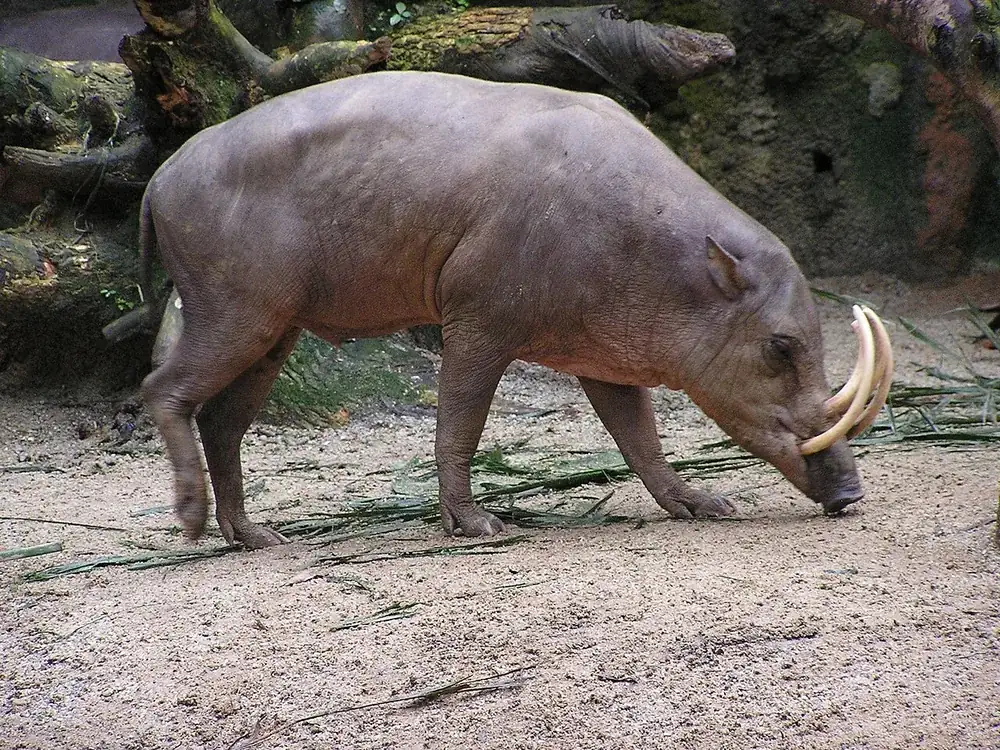North Sulawesi babirusa (Babyrousa celebensis)