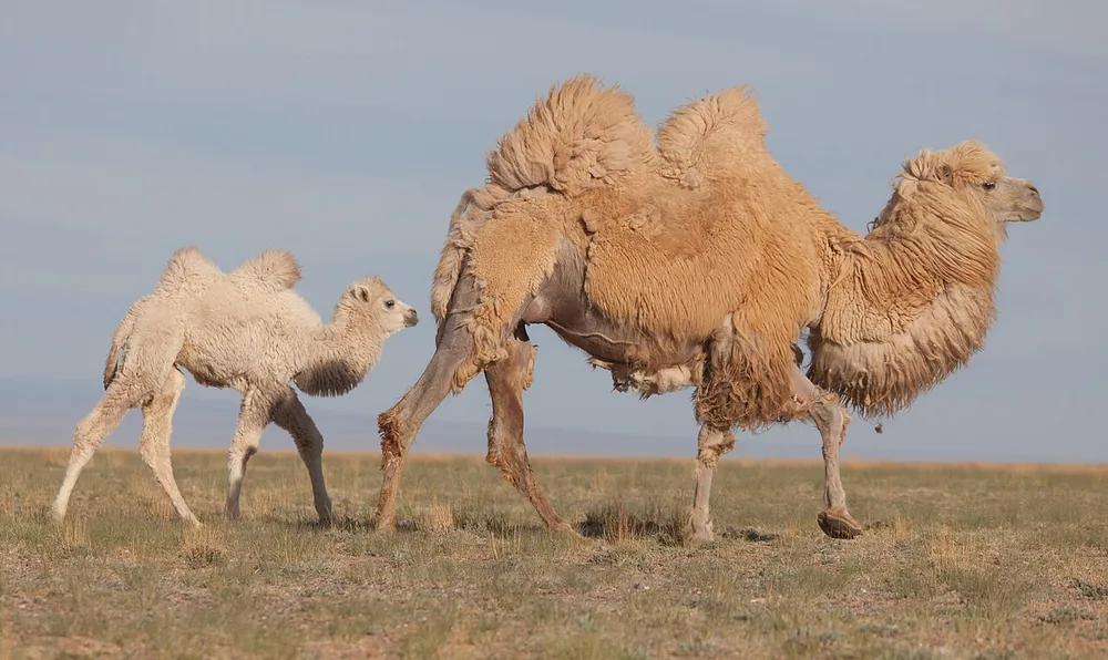Bactrian camel (Camelus bactrianus)