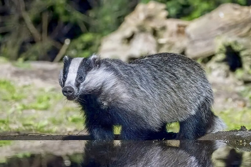 European badger (Meles meles)