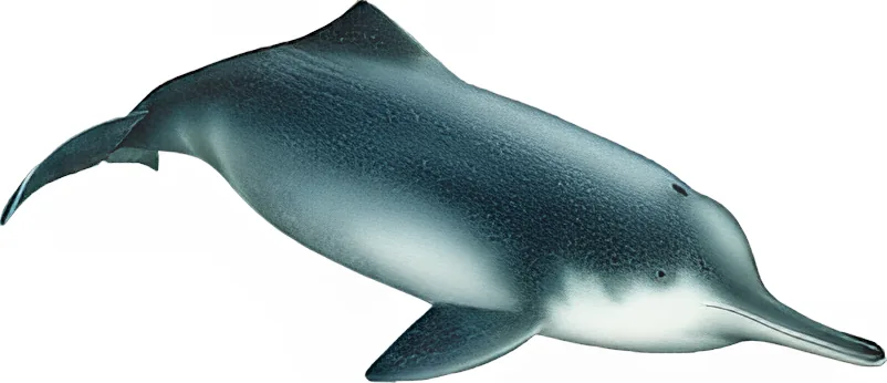 Baiji (illustration) (Lipotes vexillifer)