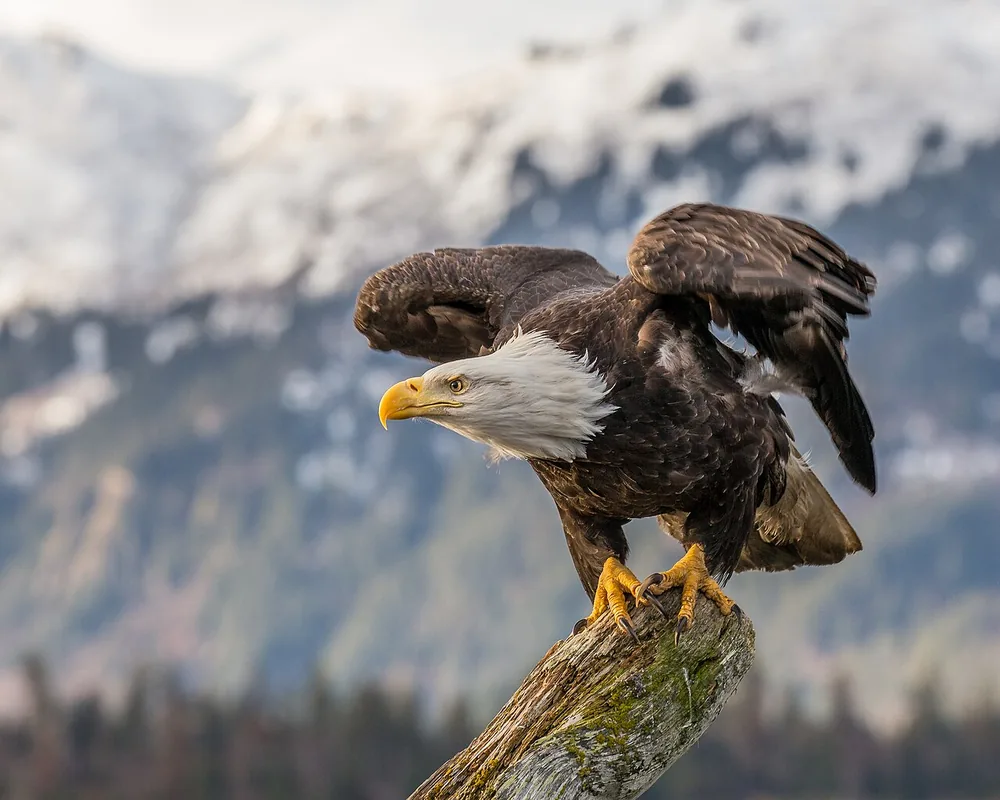 Bald eagle (Haliaeetus leucocephalus)