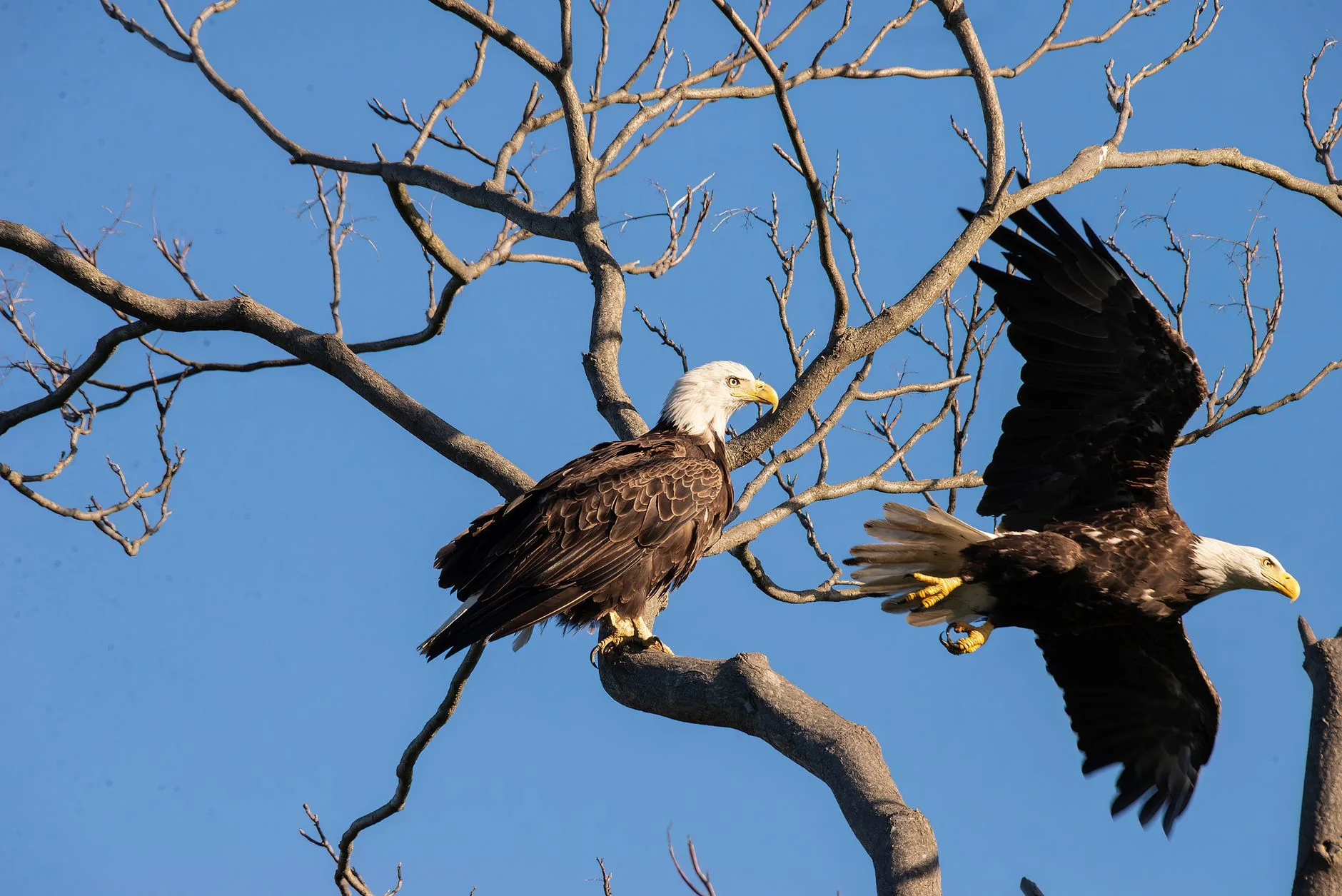Two bald eagles in a bare tree, one perched and one with wings spread, against a blue sky