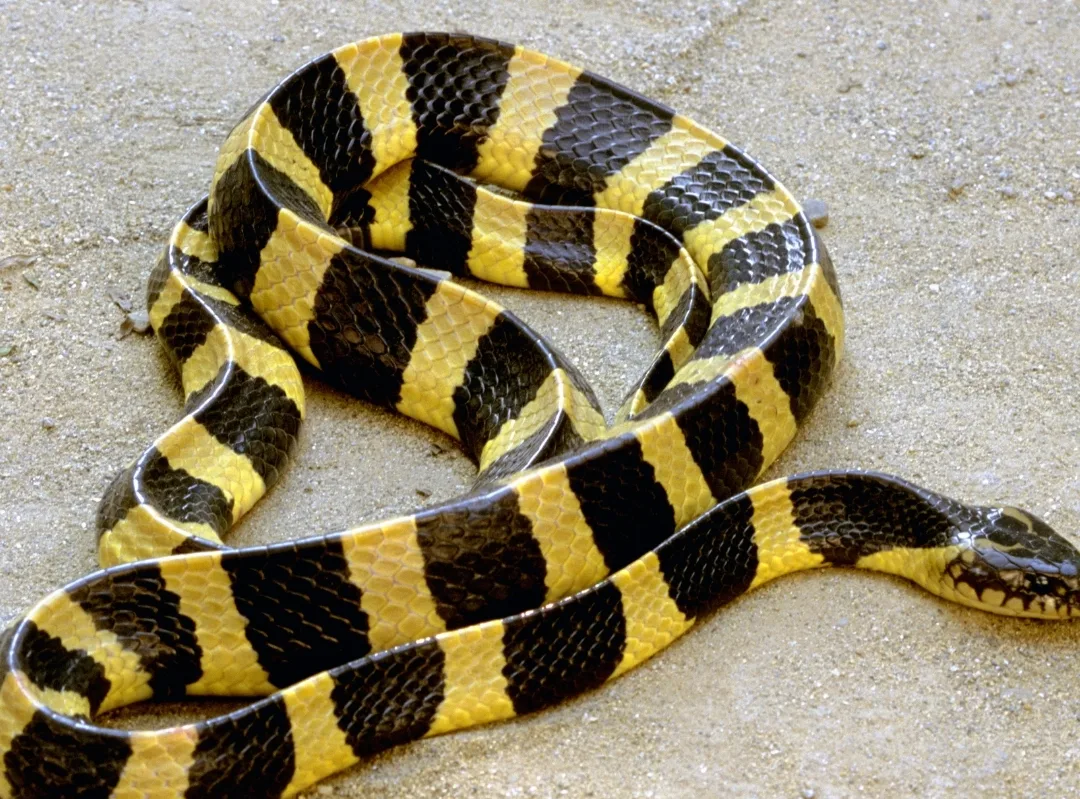 A banded krait coiled on pale sand showing alternating black and yellow crossbands