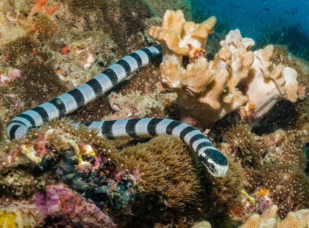 Two banded sea snakes with dark rings on bluish-grey bodies moving over a coral reef