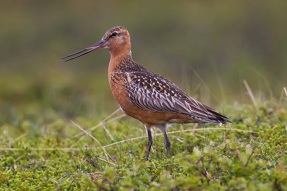 Bar-tailed godwit (Limosa lapponica)