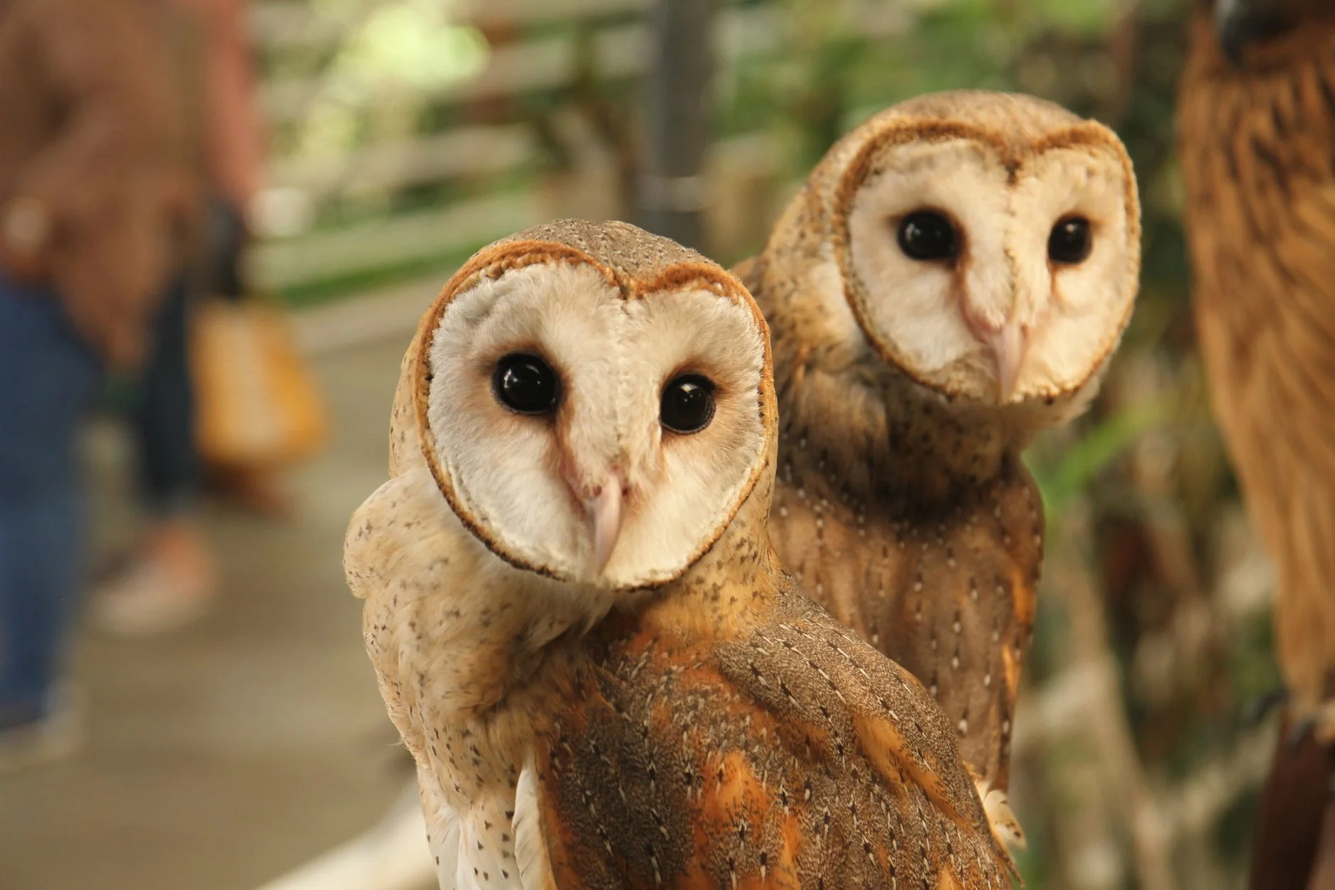 Two barn owls with heart-shaped pale faces and dark eyes perched side by side