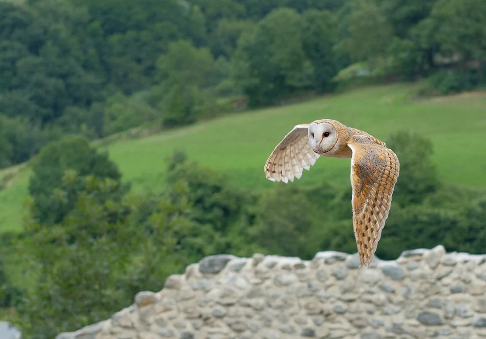 Western barn owl (Tyto alba)