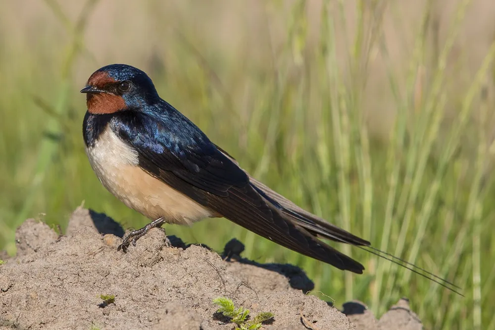 Barn swallow (Hirundo rustica)