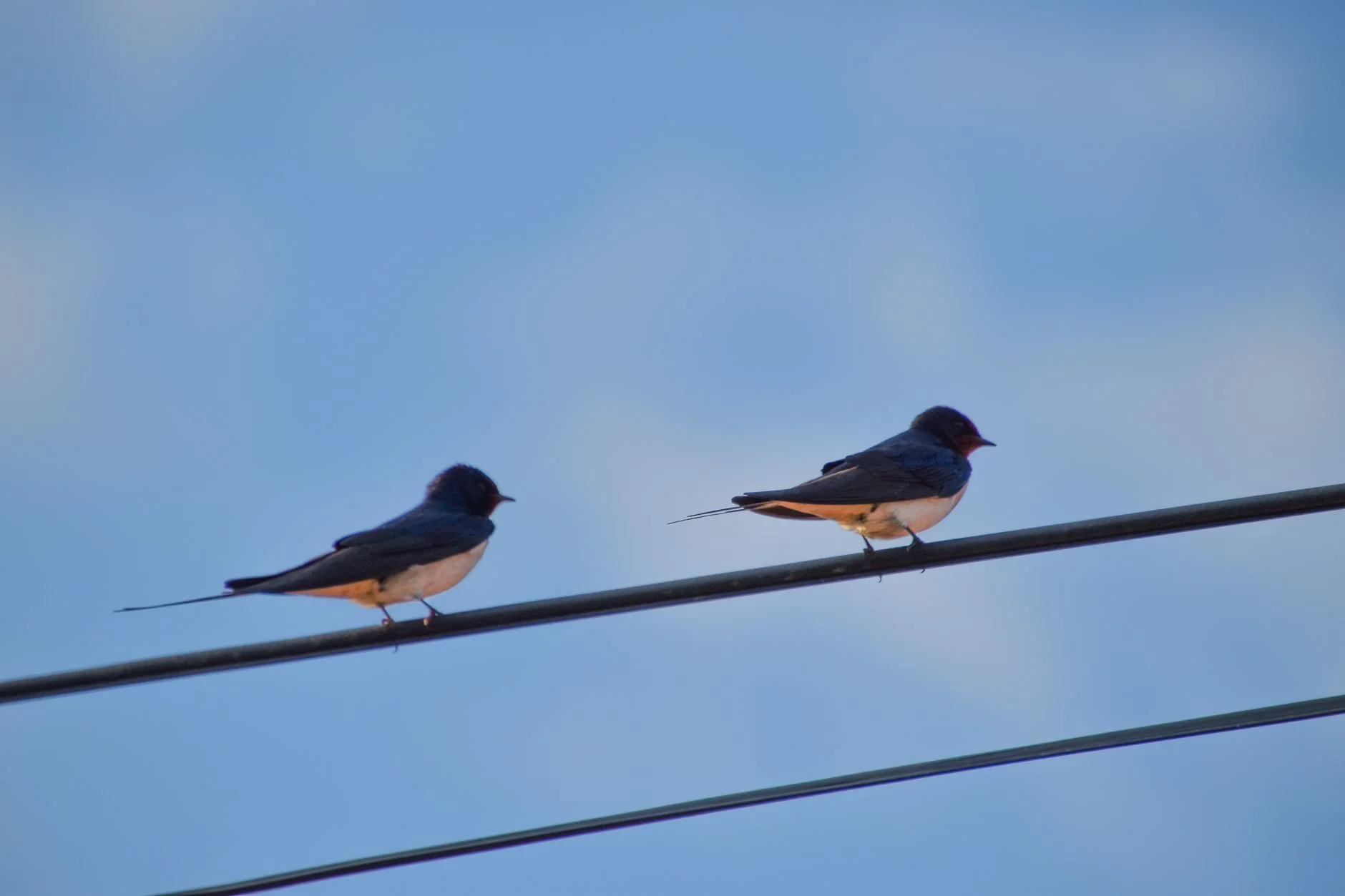 Two barn swallows perched a short distance apart on a single overhead wire against a blue sky