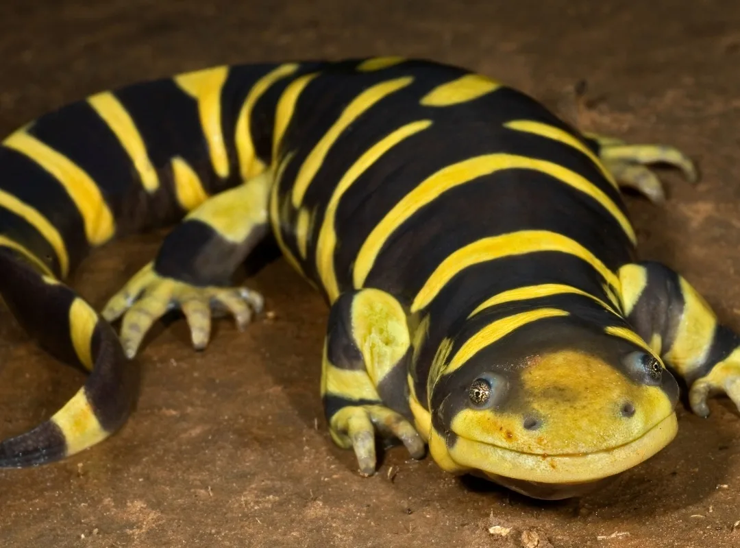 A tiger salamander on brown soil with broad yellow bars across its black body
